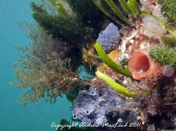 The Flinders Pier proves you can get colours in temperate... by Andrew Macleod 